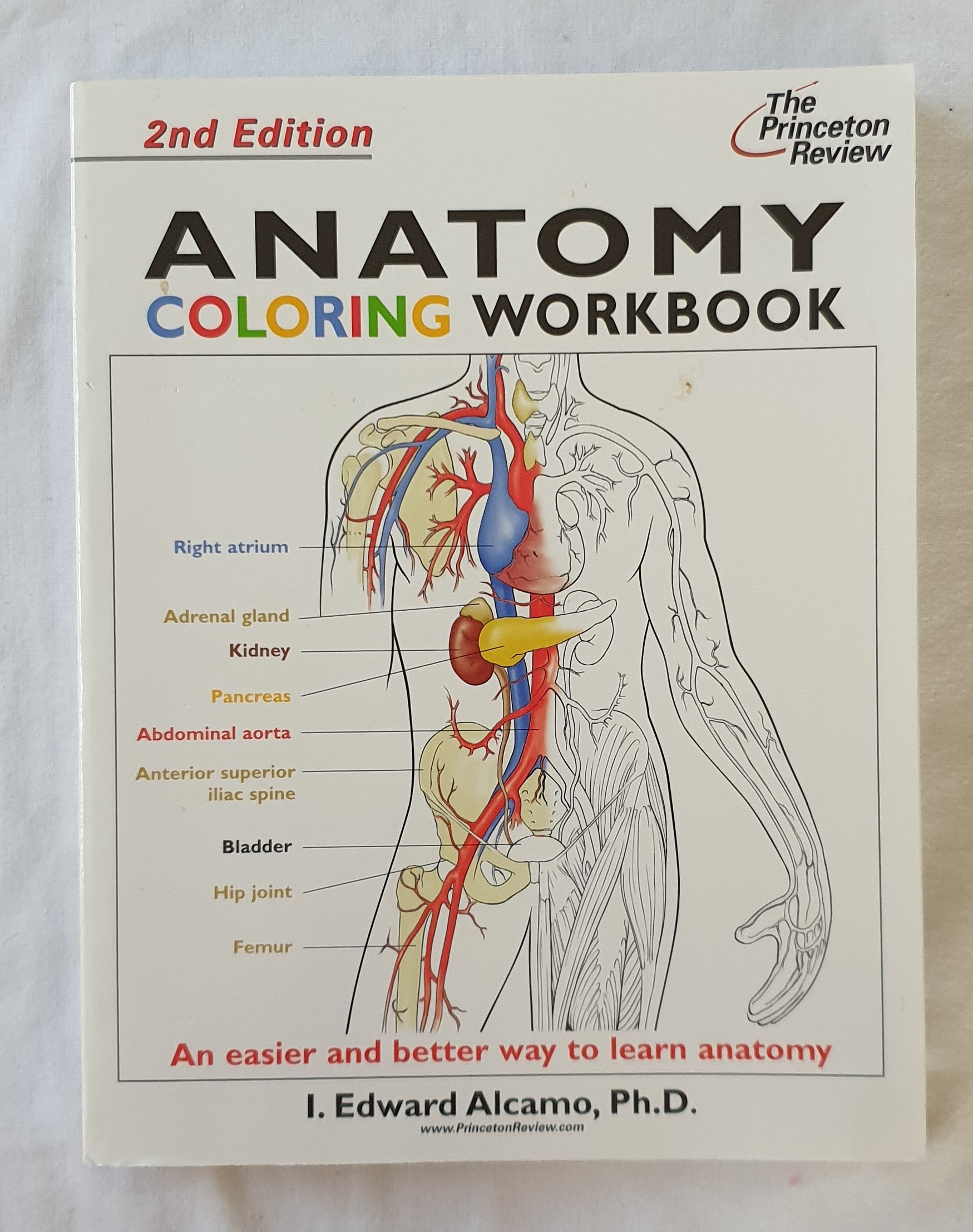 Anatomy Coloring Workbook by I. Edward Alcamo Rare Books