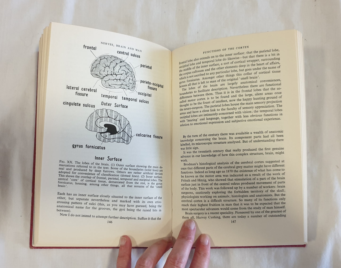 Nerves, Brain and Man by John Grayson