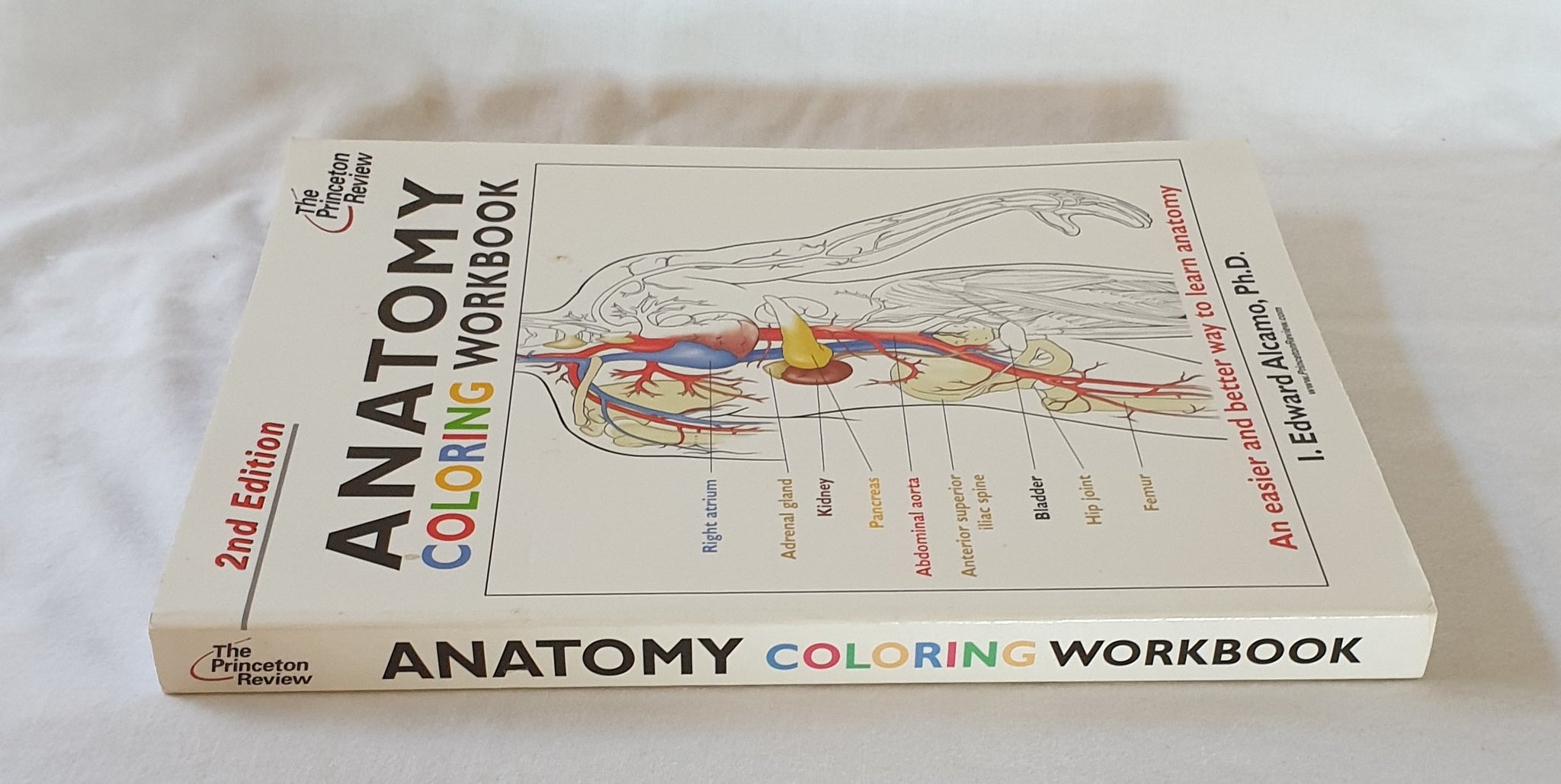 Anatomy Coloring Workbook by I. Edward Alcamo Rare Books