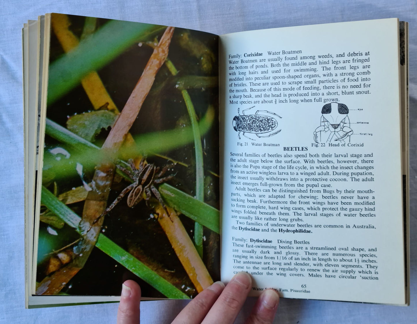 Australian Pond and Stream Life by John Child