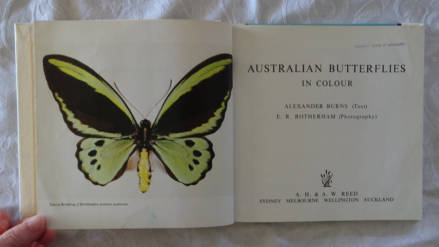 Australian Butterflies in Colour by Alexander Burns