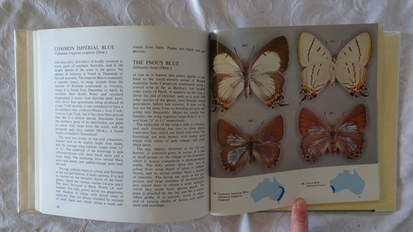 Australian Butterflies in Colour by Alexander Burns