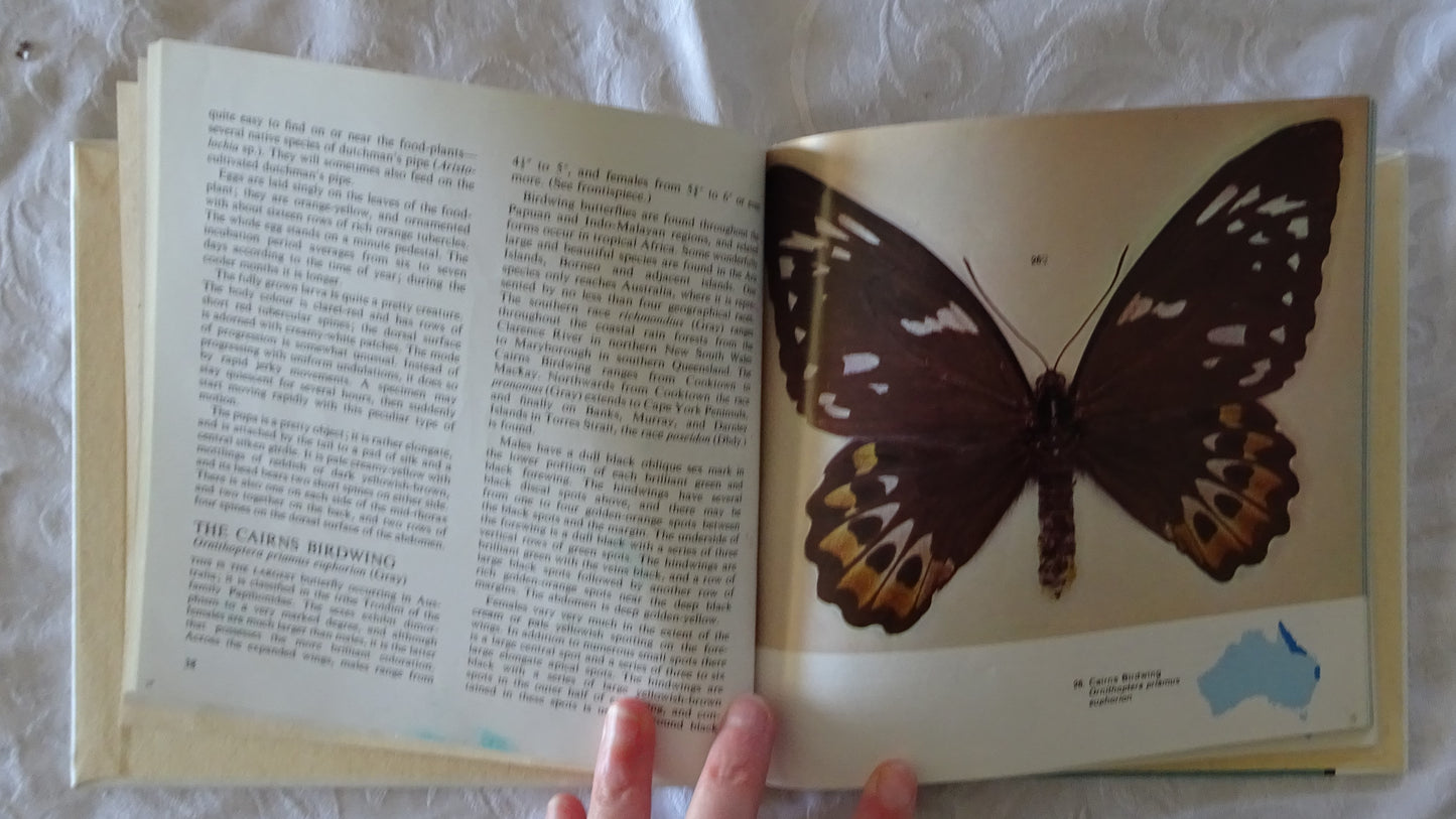 Australian Butterflies in Colour by Alexander Burns